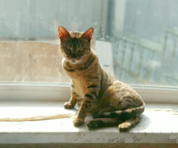 身价不菲的孟加拉豹猫，沦落到以垃圾为食，品种猫为什么会流浪？