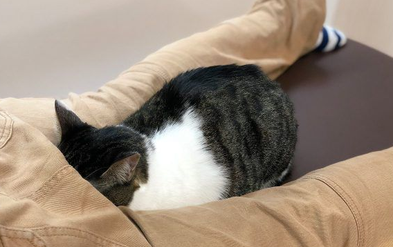 日本猫咖啡有23只可爱猫咪 不定期提供推拿服务 日本猫咖啡有23只可爱猫咪 不定期提供推拿服务