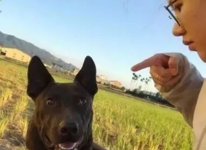 饲主远远地见到家犬翻眼手脚硬直，认为被毒杀，下秒泪水一瞬间吸走