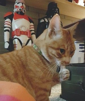 招财猫竟然是你 小橘猫叼500元纸钞回家