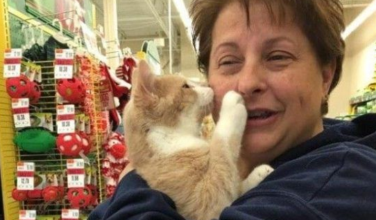 橘猫经历过二次死劫 幸遇救命恩人撒娇表谢意