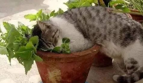 猫咪三个月可以闻猫薄荷吗