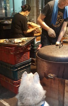 哈士奇排队买地瓜 急到跺脚 买不到不回家