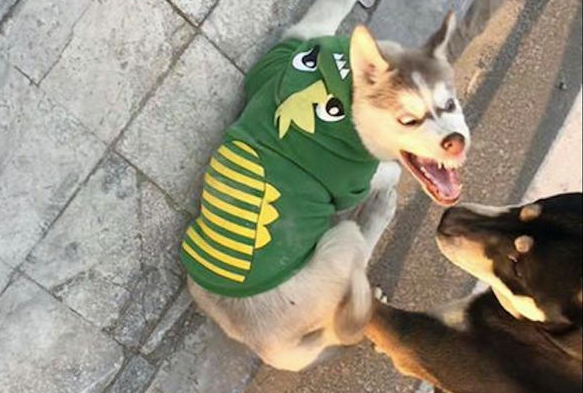 哈士奇和柴犬打架斗殴，每一张照片全是表情包，二哈：搞笑幽默我从未输过