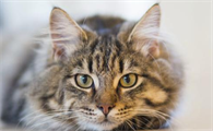 猫吃了杀虫剂喷死的虫子会出现什么症状？