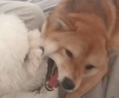 把泰迪交到柴犬，回家见到这幕主人笑喷，柴犬：来人啊！耍流氓啦