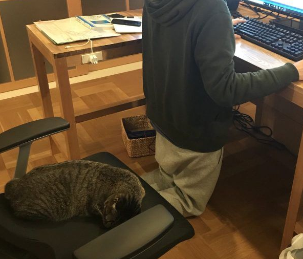 想要跟猫主子一起上班 现实根本不是一回事啊 想要跟猫主子一起上班 现实根本不是一回事啊