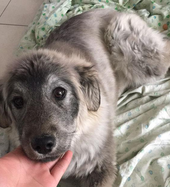 流浪犬恶狠狠的望着店内，要想讨些食吃，却硬生生被老板娘给吓退