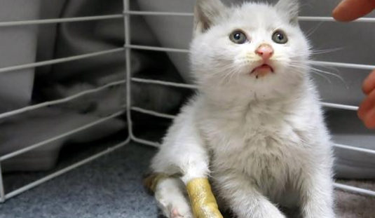 2个月的小猫被人伤害,爪子缺失一半,被救后依然信任人类
