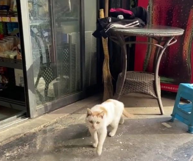 流浪猫的智商到底有多高？组团偷火腿肠，把老板当透明人