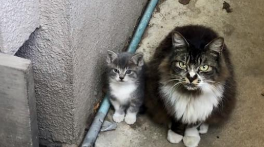 流浪猫因外貌被嫌弃，为了给小猫找好归宿，把它主动送给好心人
