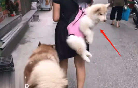 主人带着二只狗出门，一心显摆却忽视重中之重，路人很无奈