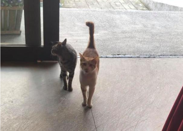 妹子被猫咪同事欺凌，网友却都原谅它：毕竟这么可爱！