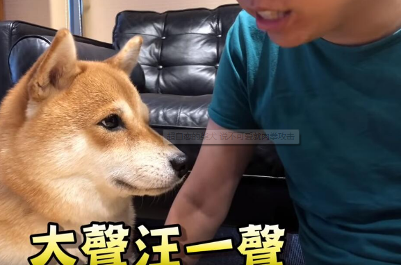超自恋的柴犬 说不可爱就肉拳攻击 超自恋的柴犬 说不可爱就肉拳攻击