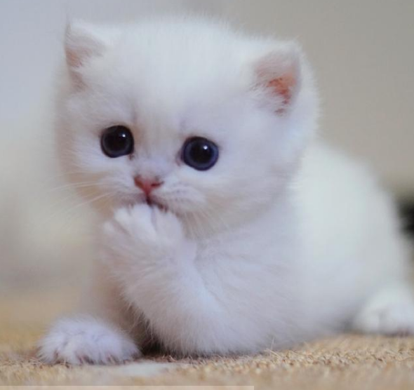 养猫需知:蚊香对猫咪有害吗? 养猫需知:蚊香对猫咪有害吗?