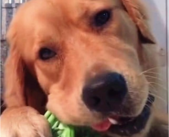 超好养活的金毛犬，只爱吃蔬菜，网友：看它啃菜是一种幸福