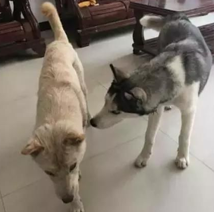 狗狗带它对象回家了，主人：来见丈母娘，居然空下手！