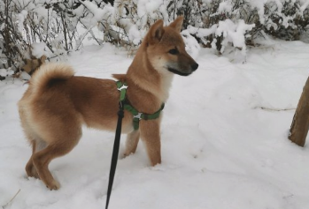 柴犬据说外边下雪了，网友喊它去玩，狗：走瞧瞧去！