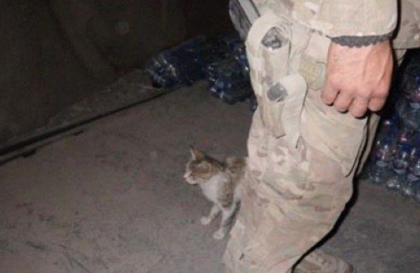 爱猫士兵从阿富汗带小浪喵回国 收编成爱撒娇的家猫 爱猫士兵从阿富汗带小浪喵回国 收编成爱撒娇的家猫
