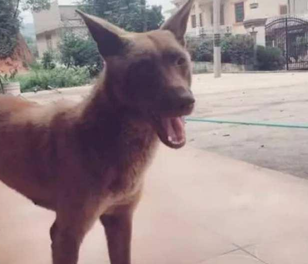 网友因太懒决策网上购物二哈，接到快递公司后，猛然就憋屈了：当你瞎吗?