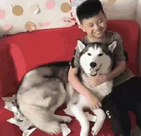 二哈咬烂练习本，儿子必须痛哭，可母亲刚走却直言不讳：夜里让你用餐