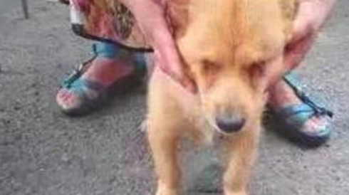 盲狗狗和鸭子亲密无间，鸭子最后悲剧离逝，狗狗趴角落里忧心忡忡！