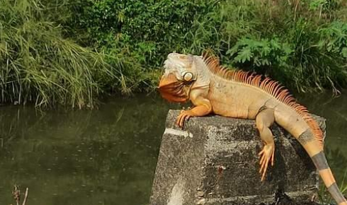 网友发现巨大的蜥蜴在晒太阳，疑为被弃养的濒危动物
