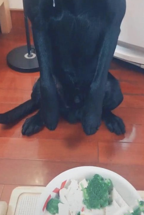 狗狗坐着饭食的眼前,哈喇子不止的往下滴,手上所有要打湿了! 狗狗坐着饭食的眼前,哈喇子不止的往下滴,手上所有要打湿了!