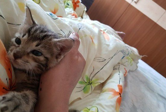 虎斑猫整只爬到爸爸头上 塞乃理毛景象超可爱