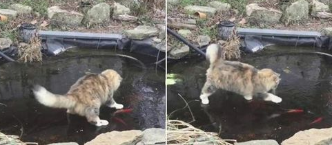 傻貓不知水面結冰來回追趕魚就是抓不到