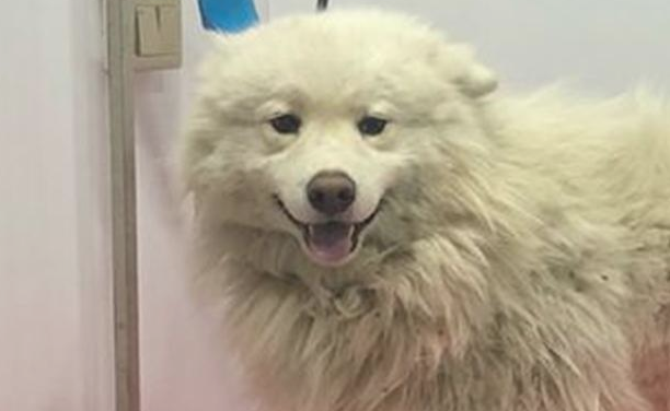 流浪犬走在路上往返徘徊,男孩儿送去宠物用品店后,营业员:捡到宝了 流浪犬走在路上往返徘徊,男孩儿送去宠物用品店后,营业员:捡到宝了