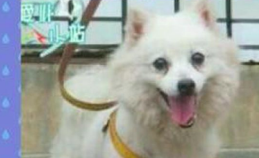狗狗休重好多个月暴涨4倍，主人家却不逼迫它减肥，身后小故事令人辛酸