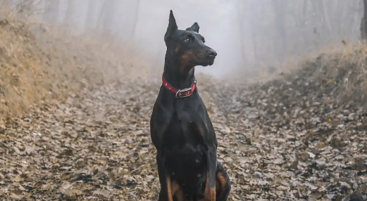 杜宾犬的性格如何?适合当宠物吗? 杜宾犬的性格如何?适合当宠物吗?