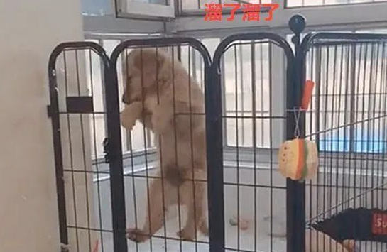 主人回家了开关门一看，小金毛竟然悬笼自杀？