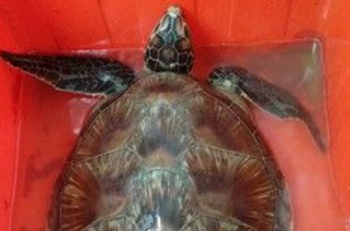 绿海龟迷航进发电厂 挥动四肢卖力的游向大海 绿海龟迷航进发电厂 挥动四肢卖力的游向大海