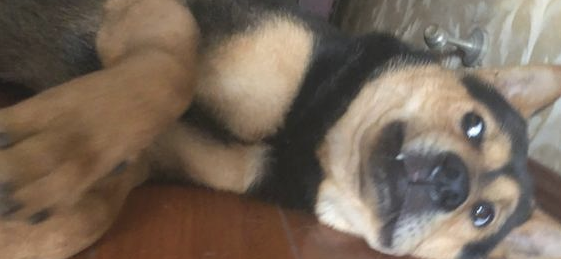 主人家趁狗入睡的情况下碰到它,它则是一脸嫌弃的小表情:我不整洁了 主人家趁狗入睡的情况下碰到它,它则是一脸嫌弃的小表情:我不整洁了