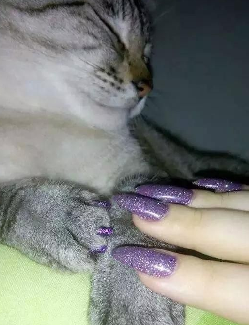 宠物猫咪也做美甲 令人羡慕的待遇