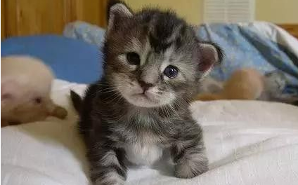 家猫误被当山猫 只因为体型很大的原因