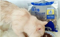 活力泰猫粮保质期