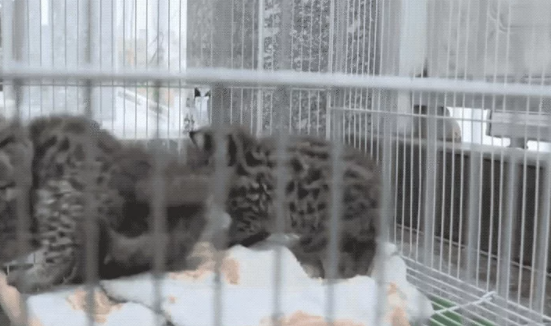 高铁站闯入一只小猫贼,消防员一看…咋又是牢底坐穿兽 高铁站闯入一只小猫贼,消防员一看…咋又是牢底坐穿兽