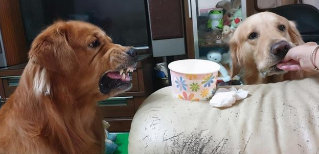 金毛看着另一个狗狗的蛋糕,护食的表情超恐怖! 金毛看着另一个狗狗的蛋糕,护食的表情超恐怖!