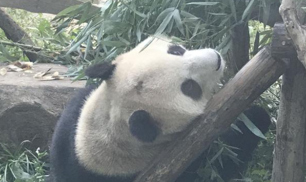 连熊猫都秃头了，大家火速围观！不过跟人秃头有本质区别