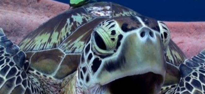 小海龟水里张嘴打哈欠 原来竟不是想睡觉