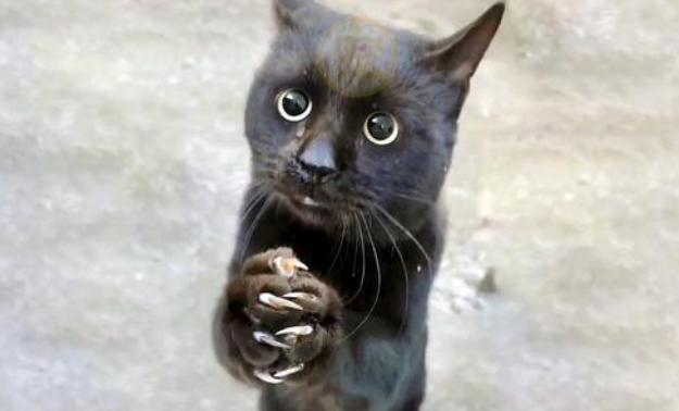 逢人就作揖的流浪猫，对好心人紧追不放，原来它是在寻求帮助
