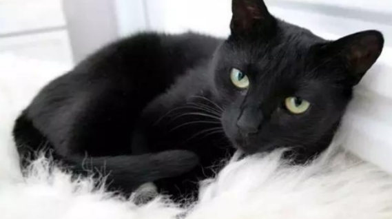 幽灵绅士——来自黑猫的魅惑 幽灵绅士——来自黑猫的魅惑