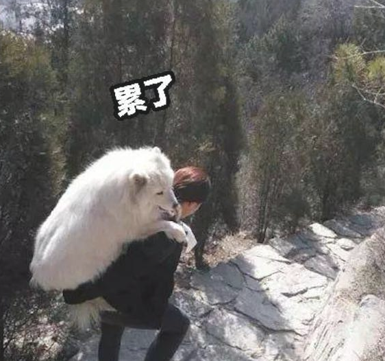 主人家带萨摩耶爬山减肥，到峰顶后它累到不肯离开了，只能背它下山！
