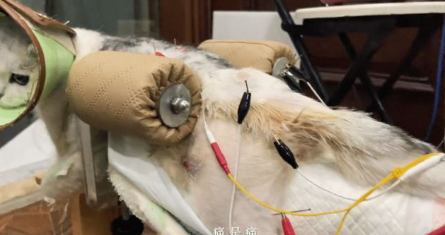 路边遇到一只被虐待遗弃的猫,女孩做了这件事,全网都看哭了! 路边遇到一只被虐待遗弃的猫,女孩做了这件事,全网都看哭了!