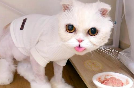 被主人遗弃的加菲猫，缩在下水道瑟瑟发抖，被救后可爱得像个天使