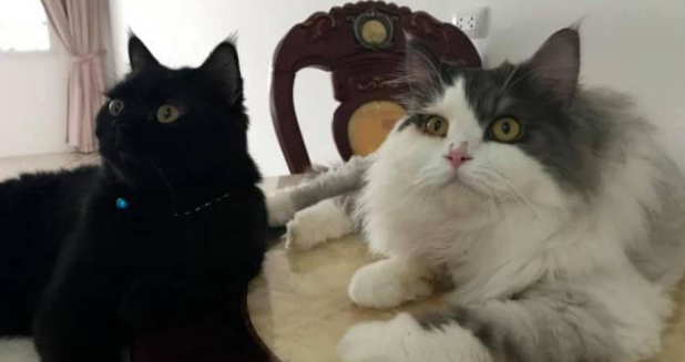 一年前喂过的小公猫,竟拖家带口找上门:喂过我就要负责! 一年前喂过的小公猫,竟拖家带口找上门:喂过我就要负责!