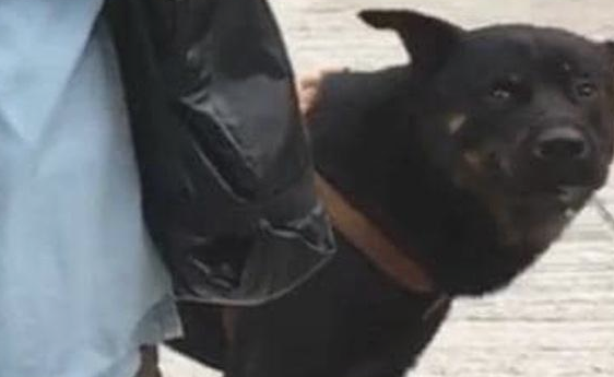 主人家遛狗不拴绳，大黑狗咬到隔壁邻居养的拉布拉多犬，仍然逍遥法外